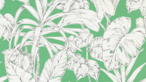Parlour Palm 112024